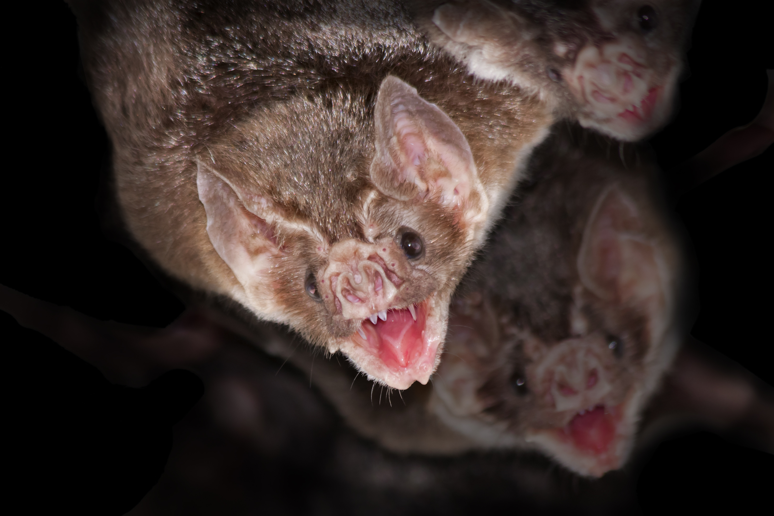 vampire bat