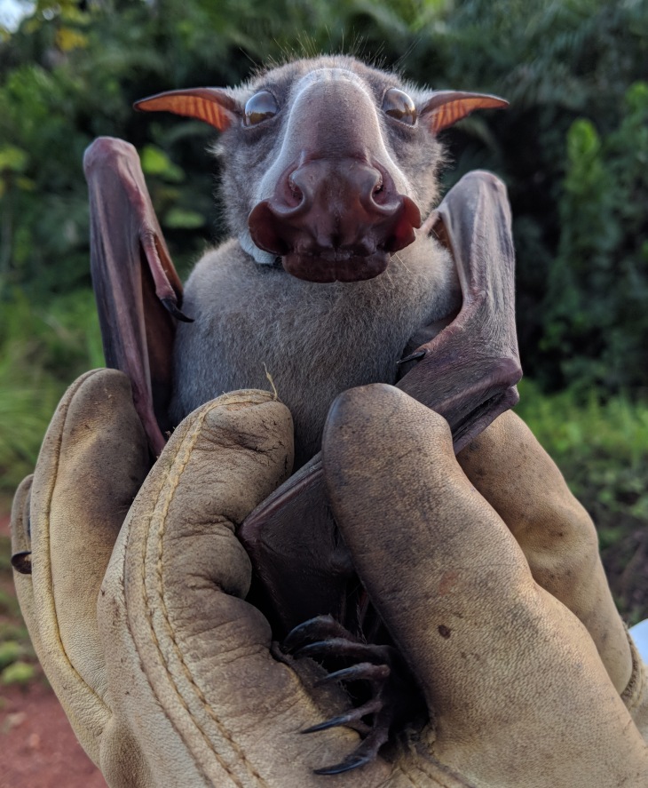 hammer-headed bat