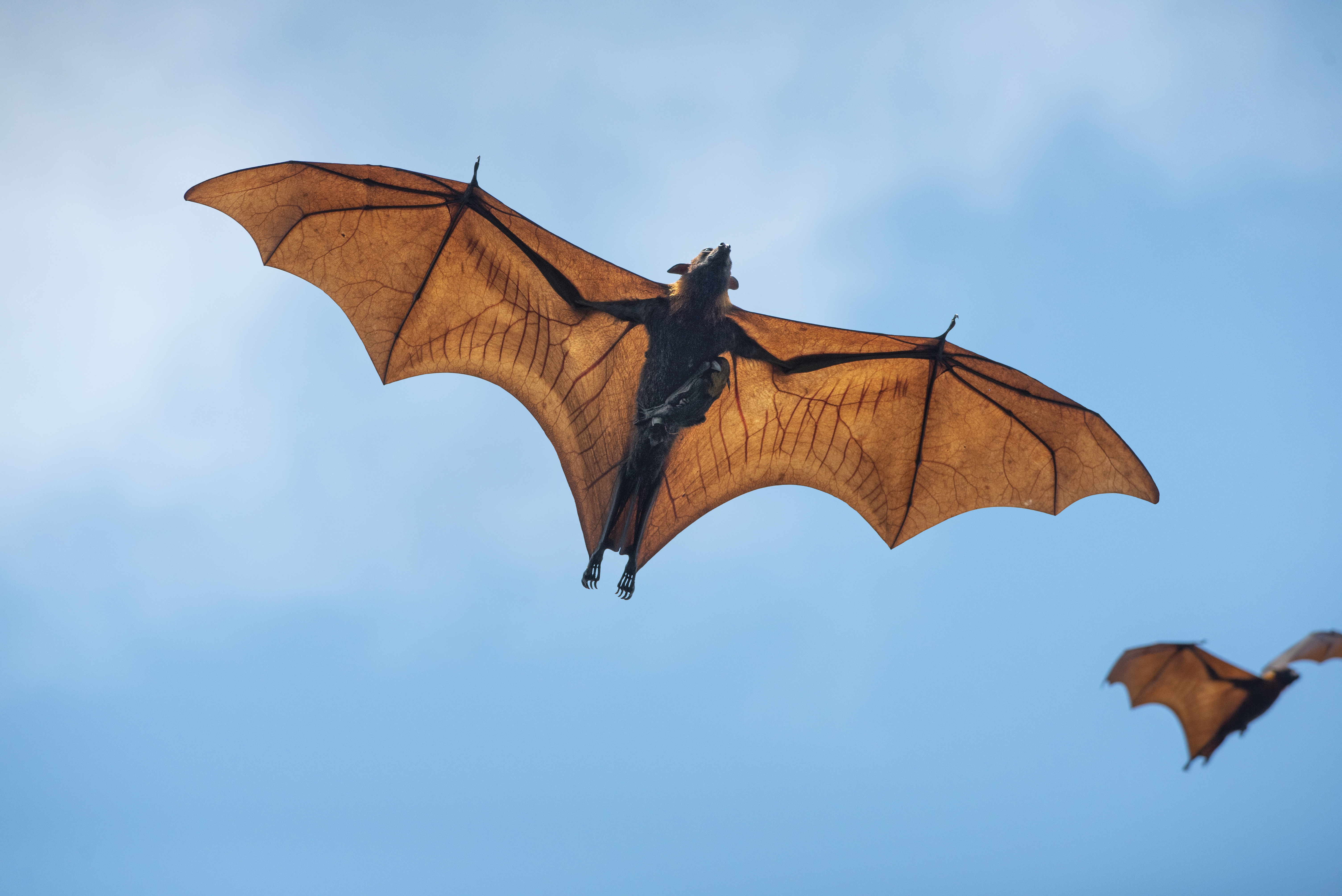 bat wingspan